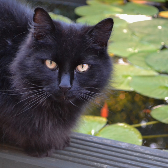 Photography gallery image: Pet
