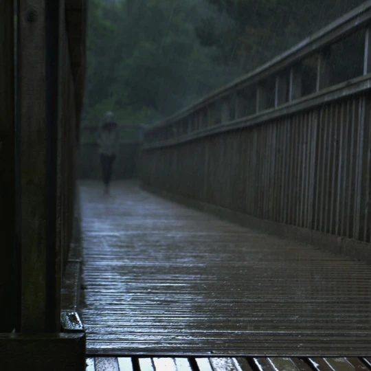 Photography gallery image: Forest